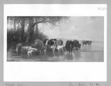 Christian Mali, cows + sheep at a lake