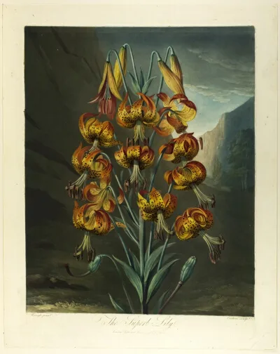 Richard Earlom, The Superb Lily, from The Temple of Flora