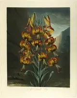 Richard Earlom, The Superb Lily, from The Temple of Flora