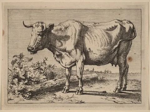 Paulus Potter, Standing Cow (Cow with a Crumpled Horn)