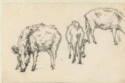 Paulus Potter, Study of Three Boars