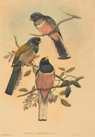 W. Hart, Trogan variegatus