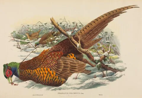 W. Hart, Phasianus colchicus (Ring-necked Pheasant)