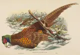 W. Hart, Phasianus colchicus (Ring-necked Pheasant)