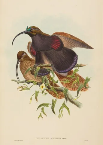 W. Hart, Drepanornis albertisi (Black-billed Sicklebill Bird of Paradise)