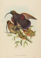 W. Hart, Drepanornis albertisi (Black-billed Sicklebill Bird of Paradise)