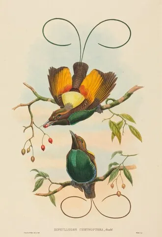 W. Hart, Diphyllodes chrysoptera (Magnificent Bird of Paradise)
