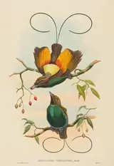 W. Hart, Diphyllodes chrysoptera (Magnificent Bird of Paradise)