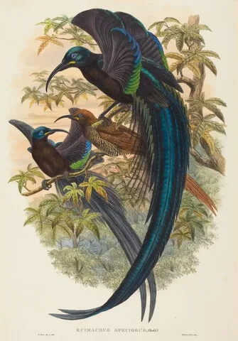 W. Hart, Epimachus speciosus (Sickle-billed Bird of Paradise)