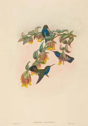 W. Hart, Agyrtria bartletti (Bartlett's Emerald)