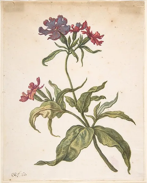 Herman Saftleven, Study of a red catchfly (Lychnis hirsuta)