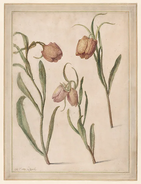 Herman Saftleven, Study of Three Fritillaries
