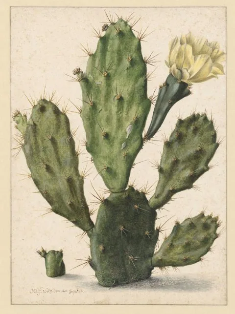 Herman Saftleven, Pear Cactus in Bloom