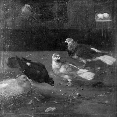 Philipp Peter Roos, Pigeons