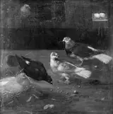 Philipp Peter Roos, Pigeons