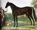 John Wootton, The Byerley Turk