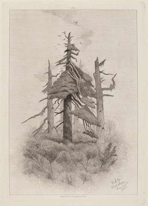 Robert Swain Gifford, Old Trees at Naushon Island [plate 2]