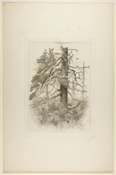 Robert Swain Gifford, Old Trees at Naushon Island