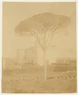 Giacomo Caneva, [Tree in Formal Garden Outside Palazzo]