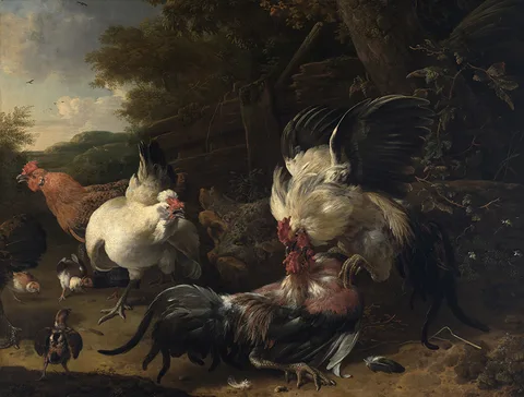Melchior D' Hondecoeter, Roosters fighting