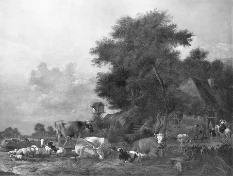 Albert Klomp, cattle + sheep