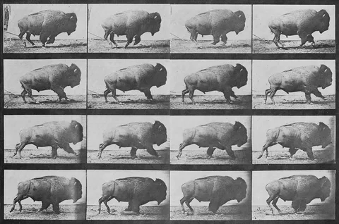 Eadweard Muybridge, Buffalo Running