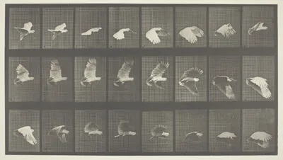Eadweard Muybridge, Animal Locomotion, Plate 758
