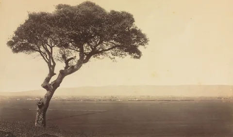 Eadweard Muybridge, Untitled (Landscape near Watsonville, California)