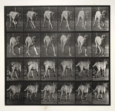 Eadweard Muybridge, "Dread" Trotting
