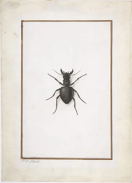 Pierre-Joseph Redouté, A Stag Beetle