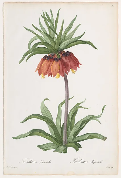 Pierre-Joseph Redouté, Crown Imperial (Fritillaria imperialis), from "Les Liliacées"