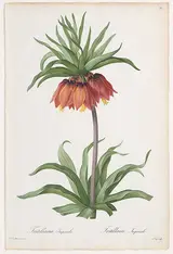 Pierre-Joseph Redouté, Crown Imperial (Fritillaria imperialis), from "Les Liliacées"