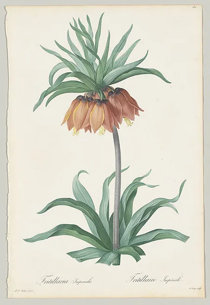 Pierre-Joseph Redouté, Plate 131, Fritillaria Imperialis, from "Les Liliacées"