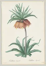 Pierre-Joseph Redouté, Plate 131, Fritillaria Imperialis, from "Les Liliacées"