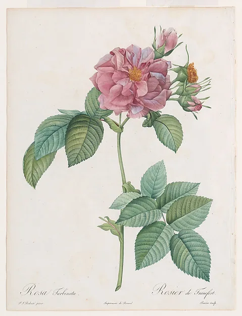 Pierre-Joseph Redouté, ‘Empress Josephine’ or Frankfort Rose (Rosa turbinata), from "Les Roses" by Claude-Antoine Thory