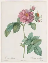 Pierre-Joseph Redouté, ‘Empress Josephine’ or Frankfort Rose (Rosa turbinata), from "Les Roses" by Claude-Antoine Thory