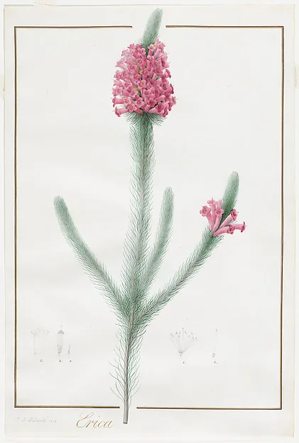 Pierre-Joseph Redouté, Erica Fulgida
