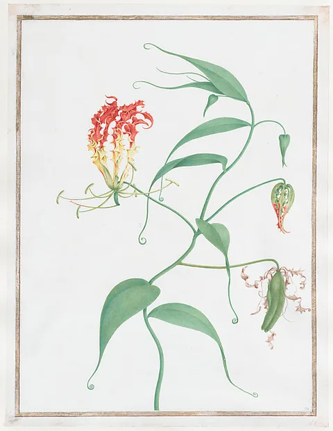 Pierre-Joseph Redouté, Gloriosa Superba (Climbing Lily)