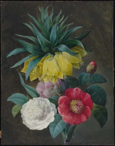 Pierre-Joseph Redouté, Four Peonies and a Crown Imperial