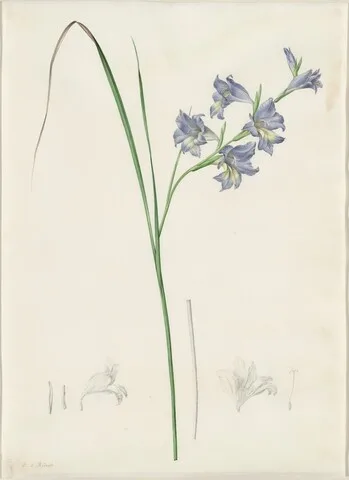 Pierre-Joseph Redouté, Gladiolus ringens
