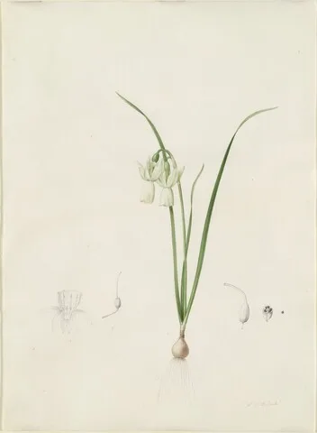 Pierre-Joseph Redouté, Narcissus calathinus