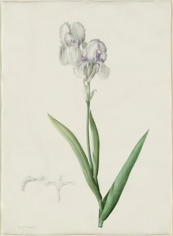 Pierre-Joseph Redouté, Iris Swertii