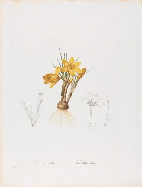 Pierre-Joseph Redouté, Crocus Luteus (Crocus Aureus or Golden Crocus) and Safran Jaune, Plate 196 from Les Liliacées, volume 4, Paris, 1802-1816
