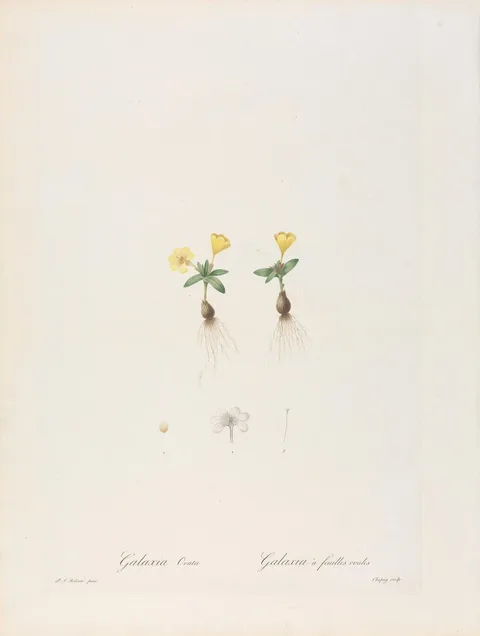 Pierre-Joseph Redouté, Galazia Ovata / Galaxia à Feuilles Ovales, Plate 246 from Les Liliacées, volume 5, Paris, 1802-1816