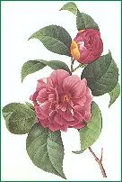 Pierre-Joseph Redouté, Camellia