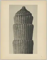 Karl Blosfeldt, Equisetum hiemale