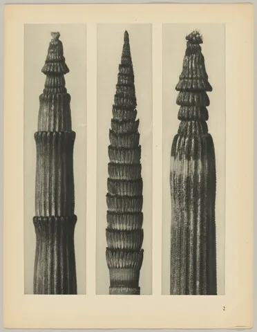 Karl Blosfeldt, a Equisetum hiemale; b Equisetum maximum; c Equisetum hiemale
