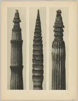 Karl Blosfeldt, a Equisetum hiemale; b Equisetum maximum; c Equisetum hiemale