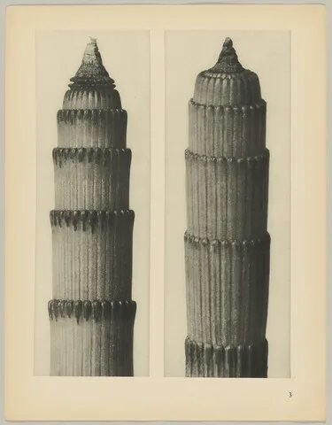 Karl Blosfeldt, Equisetum hiemale