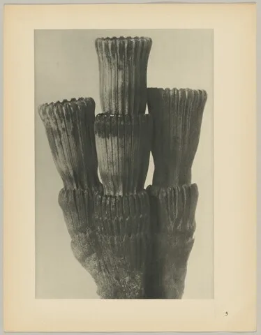 Karl Blosfeldt, Equisetum hiemale